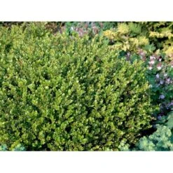 Buksbom 'Faulkner' Til Hæk Buxus Sempervirens 'Faulkner' Potte 3,5 Liter 20-30 Cm. 7 Buksbom 'Faulkner' Til Hæk Buxus Sempervirens 'Faulkner' Potte 3,5 Liter 20-30 Cm. -Montoz Butik mi420 buxus microphylla faulkner 0fc5