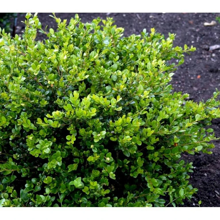 Buksbom 'Faulkner' Til Hæk Buxus Sempervirens 'Faulkner' Potte 3,5 Liter 20-30 Cm. 3 Buksbom 'Faulkner' Til Hæk Buxus Sempervirens 'Faulkner' Potte 3,5 Liter 20-30 Cm.