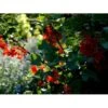 Ribs 'Rote Hollander' Ribes Rubrum 'Rote Hollander' 5 Liter Potte -Montoz Butik mi4212 ribes rubrum rote hollander c3c8