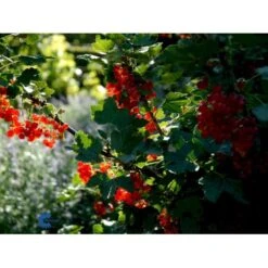 Ribs 'Rote Hollander' Ribes Rubrum 'Rote Hollander' 5 Liter Potte