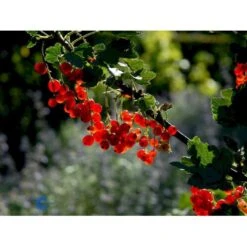 Ribs 'Rote Hollander' Ribes Rubrum 'Rote Hollander' 5 Liter Potte 7 Ribs 'Rote Hollander' Ribes Rubrum 'Rote Hollander' 5 Liter Potte -Montoz Butik mi4212 ribes rubrum rote hollander d119