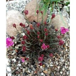 Engelsk Græs 'Vesuv' Armeria Maritima 'Vesuv' 10 Cm. Potte