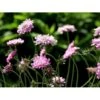 Due-Skabiosa 'Pink Mist' Scabiosa Columbaria 'Pink Mist' 1 Liter Potte 2 Due-Skabiosa 'Pink Mist' Scabiosa Columbaria 'Pink Mist' 1 Liter Potte -Montoz Butik mi4249 scabiosa columbaria pink mist 05f3
