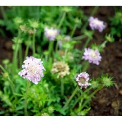 Due-Skabiosa 'Pink Mist' Scabiosa Columbaria 'Pink Mist' 1 Liter Potte -Montoz Butik mi4249 scabiosa columbaria pink mist 18ce