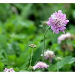 Due-Skabiosa 'Pink Mist' Scabiosa Columbaria 'Pink Mist' 1 Liter Potte -Montoz Butik mi4249 scabiosa columbaria pink mist 9d8e
