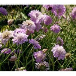 Due-Skabiosa 'Pink Mist' Scabiosa Columbaria 'Pink Mist' 1 Liter Potte -Montoz Butik mi4249 scabiosa columbaria pink mist ba59
