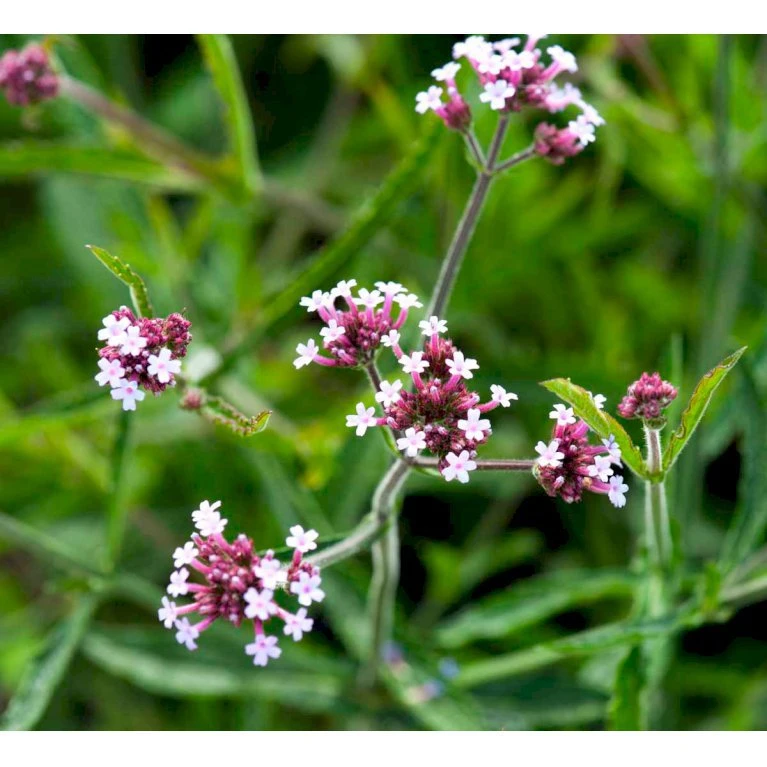 Kæmpe Verbena 'Lollipop' Verbena Bonariensis 'Lollipop' (r) 1 Liter Potte 6 Kæmpe Verbena 'Lollipop' Verbena Bonariensis 'Lollipop' (r) 1 Liter Potte - Billede 4