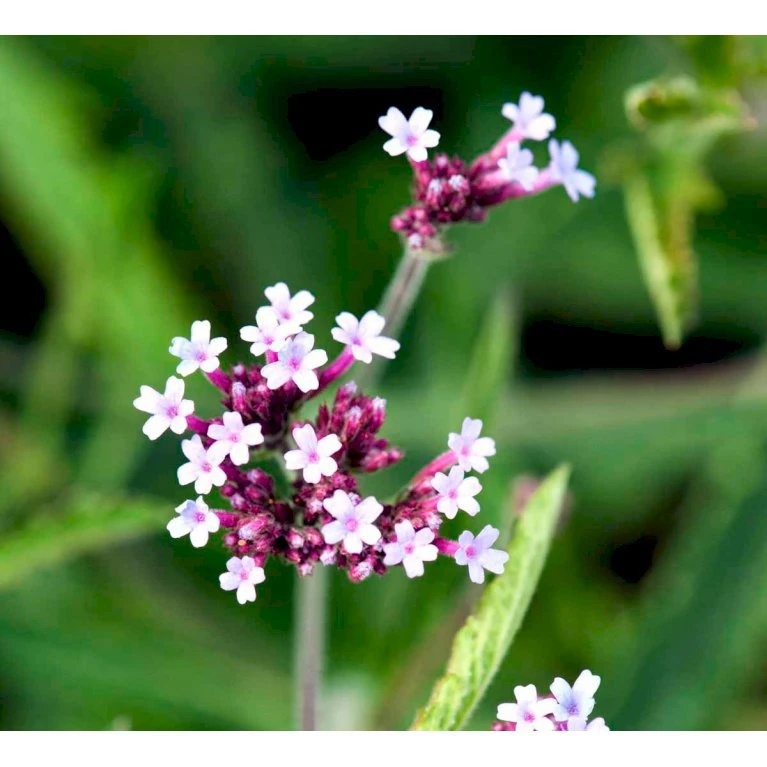 Kæmpe Verbena 'Lollipop' Verbena Bonariensis 'Lollipop' (r) 1 Liter Potte 5 Kæmpe Verbena 'Lollipop' Verbena Bonariensis 'Lollipop' (r) 1 Liter Potte - Billede 3