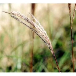 Lav Elefantgræs 'Ferner Osten' Miscanthus Sinensis 'Ferner Osten' 3,0 Liter Potte -Montoz Butik mi4281 miscanthus sinensis ferner osten 30ce