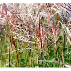 Lav Elefantgræs 'Ferner Osten' Miscanthus Sinensis 'Ferner Osten' 3,0 Liter Potte