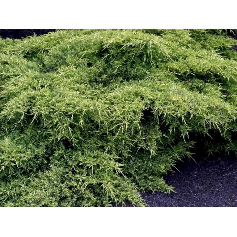 Kinesisk Enebær 'Old Gold' Juniperus Chinensis 'Old Gold' Potte 2,0 Liter,- 20-25 Cm. 5 Kinesisk Enebær 'Old Gold' Juniperus Chinensis 'Old Gold' Potte 2,0 Liter,- 20-25 Cm. - Billede 3