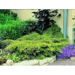 Kinesisk Enebær 'Old Gold' Juniperus Chinensis 'Old Gold' Potte 2,0 Liter,- 20-25 Cm. 12 Kinesisk Enebær 'Old Gold' Juniperus Chinensis 'Old Gold' Potte 2,0 Liter,- 20-25 Cm. -Montoz Butik mi4288 juniperus chinensis old gold 4a5f