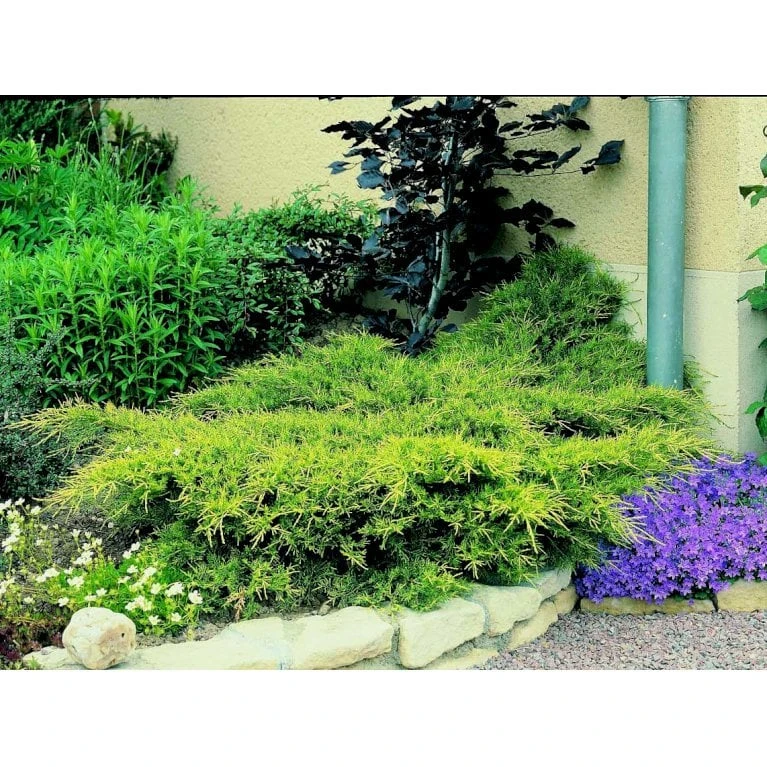 Kinesisk Enebær 'Old Gold' Juniperus Chinensis 'Old Gold' Potte 2,0 Liter,- 20-25 Cm. 7 Kinesisk Enebær 'Old Gold' Juniperus Chinensis 'Old Gold' Potte 2,0 Liter,- 20-25 Cm. - Billede 5