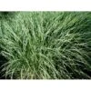 Dværg Elefantgræs 'Yaku Jima' Miscanthus Sinensis 'Yaku Jima' 3,0 Liter Potte