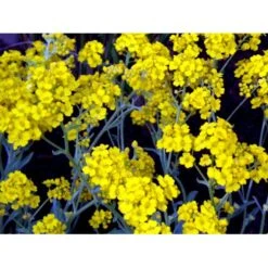 Guldslør Aurina (alyssum) Saxatile 'Goldkugel' 10 Cm. Potte -Montoz Butik mi4348 aurinia saxatalis goldkugel 2a45