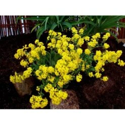 Guldslør Aurina (alyssum) Saxatile 'Goldkugel' 10 Cm. Potte -Montoz Butik mi4348 aurinia saxatalis goldkugel 6c01