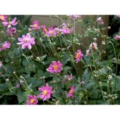 Høstanemone 'Prinz Heinrich' Anemone Japonica-hybrid 'Prinz Heinrich' 1 Liter Potte -Montoz Butik mi4350 anemone hupehensis prinz heinrich 1c08