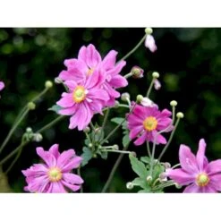 Høstanemone 'Prinz Heinrich' Anemone Japonica-hybrid 'Prinz Heinrich' 1 Liter Potte -Montoz Butik mi4350 anemone hupehensis prinz heinrich 9f53