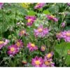 Høstanemone 'Prinz Heinrich' Anemone Japonica-hybrid 'Prinz Heinrich' 1 Liter Potte -Montoz Butik mi4350 anemone hupehensis prinz heinrich d114