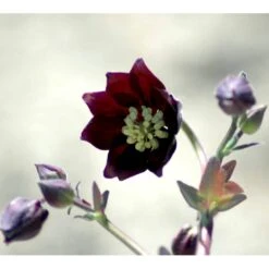Akeleje Aquilegia Vulg. 'Black Barlow' 1 Liter Potte -Montoz Butik mi4355 aquilegia vulgaris black barlow 2d2f