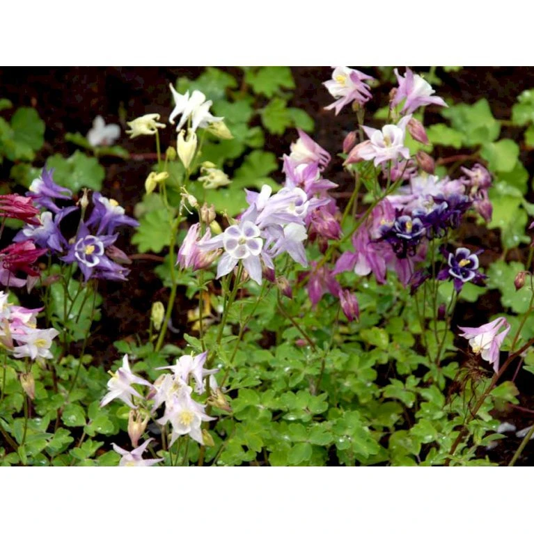 Akeleje 'Biedermeier' Aquilegia Flabellata 'Biedermeier' 1 Liter Potte 3 Akeleje 'Biedermeier' Aquilegia Flabellata 'Biedermeier' 1 Liter Potte