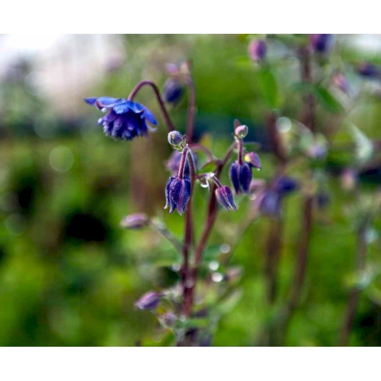 Akeleje Aquilegia Vulgaris 'Blue Barlow' 9 Cm. Potte 5 Akeleje Aquilegia Vulgaris 'Blue Barlow' 9 Cm. Potte - Billede 3
