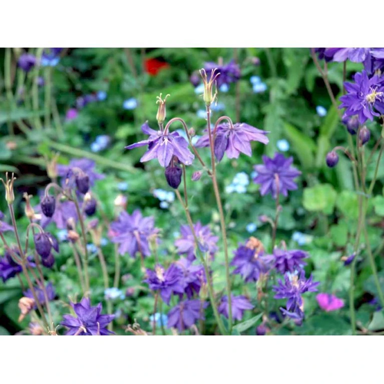 Akeleje Aquilegia Vulgaris 'Blue Barlow' 9 Cm. Potte 7 Akeleje Aquilegia Vulgaris 'Blue Barlow' 9 Cm. Potte - Billede 5
