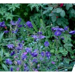 Akeleje Aquilegia Vulgaris 'Blue Barlow' 9 Cm. Potte 10 Akeleje Aquilegia Vulgaris 'Blue Barlow' 9 Cm. Potte -Montoz Butik mi4367 aquilegia vulgaris blue barlow 675a