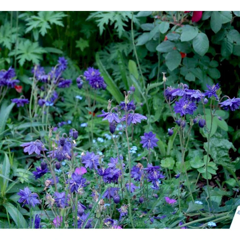 Akeleje Aquilegia Vulgaris 'Blue Barlow' 9 Cm. Potte 6 Akeleje Aquilegia Vulgaris 'Blue Barlow' 9 Cm. Potte - Billede 4