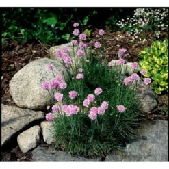 Engelsk Græs 'Rosea Compacta' Armeria Maritima 'Rosea Compacta' 10 Cm. Potte -Montoz Butik mi4369 armeria maritima rosea compacta 0ad8