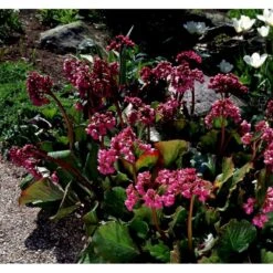 Kæmpestenbræk Bergenia Cordifolia 1 Liter Potte -Montoz Butik mi4371 bergenia cordifolia b231