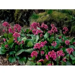 Kæmpestenbræk Bergenia Cordifolia 1 Liter Potte -Montoz Butik mi4371 bergenia cordifolia eee5
