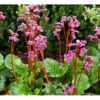 Kæmpestenbræk 'Eroica' Bergenia Cordifolia 'Eroica'® 1 Liter Potte 1 Kæmpestenbræk 'Eroica' Bergenia Cordifolia 'Eroica'® 1 Liter Potte -Montoz Butik mi4375 bergenia cordifolia eroica 6ca0