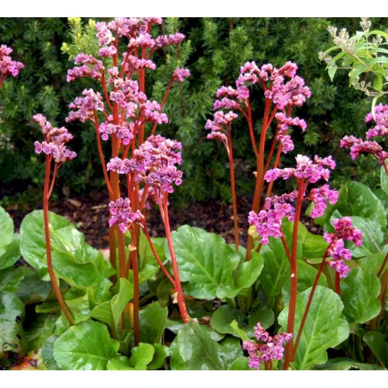 Kæmpestenbræk 'Eroica' Bergenia Cordifolia 'Eroica'® 1 Liter Potte 3 Kæmpestenbræk 'Eroica' Bergenia Cordifolia 'Eroica'® 1 Liter Potte