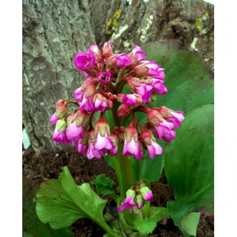 Kæmpestenbræk 'Vinterglöd' Bergenia Hybrid 'Vinterglöd' 1 Liter Potte 3 Kæmpestenbræk 'Vinterglöd' Bergenia Hybrid 'Vinterglöd' 1 Liter Potte