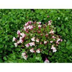 Vedbend-Torskemund Cymbalaria Muralis 'Globosa Rosea' 10 Cm. Potte -Montoz Butik mi4390 cymbalaria muralis globosa rosea 611c