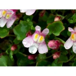 Vedbend-Torskemund Cymbalaria Muralis 'Globosa Rosea' 10 Cm. Potte -Montoz Butik mi4390 cymbalaria muralis globosa rosea 82c8