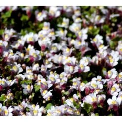 Vedbend-Torskemund Cymbalaria Muralis 'Globosa Rosea' 10 Cm. Potte -Montoz Butik mi4390 cymbalaria muralis globosa rosea b996