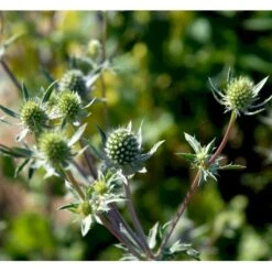 Russisk Mandstro Eryngium Planum Bakke Med 12 Stk. -Montoz Butik mi4395 eryngium planum 2995