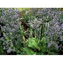 Russisk Mandstro Eryngium Planum Bakke Med 12 Stk. -Montoz Butik mi4395 eryngium planum 2f06