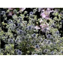 Russisk Mandstro Eryngium Planum Bakke Med 12 Stk. -Montoz Butik mi4395 eryngium planum 59ce