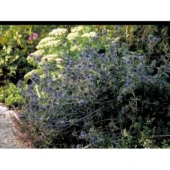 Russisk Mandstro Eryngium Planum 'Blauekappe' 1 Liter Potte -Montoz Butik mi4397 eryngium planum blaukappe 90d8