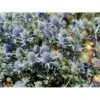 Russisk Mandstro Eryngium Planum 'Blauekappe' 1 Liter Potte -Montoz Butik mi4397 eryngium planum blaukappe d7a4