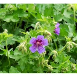 Pragt-Storkenæb 'Rosemoor' Geranium Magnificum 'Rosemoor' 1 Liter Potte 9 Pragt-Storkenæb 'Rosemoor' Geranium Magnificum 'Rosemoor' 1 Liter Potte -Montoz Butik mi4402 geranium magnificum rosemoor 641a