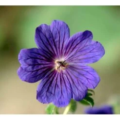 Pragt-Storkenæb 'Rosemoor' Geranium Magnificum 'Rosemoor' 1 Liter Potte 10 Pragt-Storkenæb 'Rosemoor' Geranium Magnificum 'Rosemoor' 1 Liter Potte -Montoz Butik mi4402 geranium magnificum rosemoor fe12