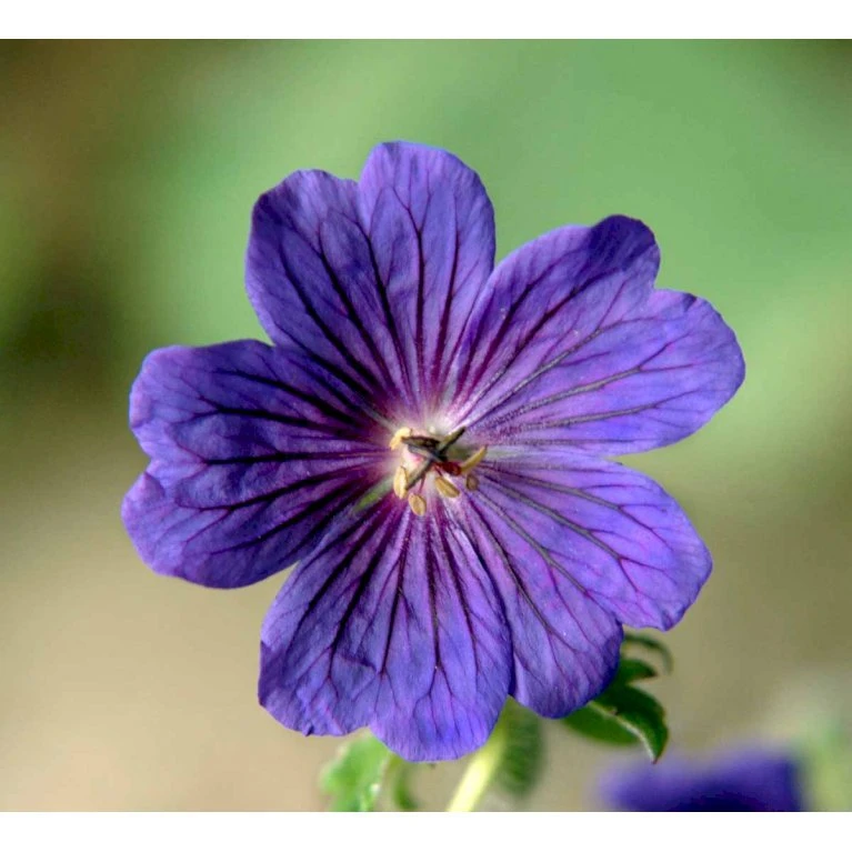 Pragt-Storkenæb 'Rosemoor' Geranium Magnificum 'Rosemoor' 1 Liter Potte 6 Pragt-Storkenæb 'Rosemoor' Geranium Magnificum 'Rosemoor' 1 Liter Potte - Billede 4