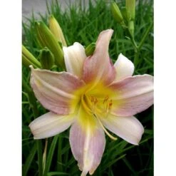 Daglilje 'Catherine Woodbury' Hemerocallis Hybrid 'Catherine Woodbury' Potte 2 Liter. 9 Daglilje 'Catherine Woodbury' Hemerocallis Hybrid 'Catherine Woodbury' Potte 2 Liter. -Montoz Butik mi4407 hemerocallis hybrid catherine woodbury 3754