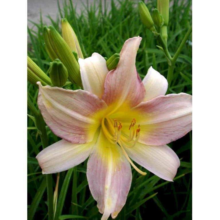 Daglilje 'Catherine Woodbury' Hemerocallis Hybrid 'Catherine Woodbury' Potte 2 Liter. 5 Daglilje 'Catherine Woodbury' Hemerocallis Hybrid 'Catherine Woodbury' Potte 2 Liter. - Billede 3