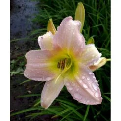 Daglilje 'Catherine Woodbury' Hemerocallis Hybrid 'Catherine Woodbury' Potte 2 Liter. 10 Daglilje 'Catherine Woodbury' Hemerocallis Hybrid 'Catherine Woodbury' Potte 2 Liter. -Montoz Butik mi4407 hemerocallis hybrid catherine woodbury 9976