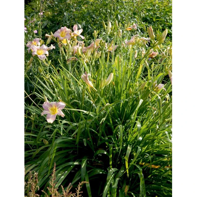 Daglilje 'Catherine Woodbury' Hemerocallis Hybrid 'Catherine Woodbury' Potte 2 Liter. 7 Daglilje 'Catherine Woodbury' Hemerocallis Hybrid 'Catherine Woodbury' Potte 2 Liter. - Billede 5